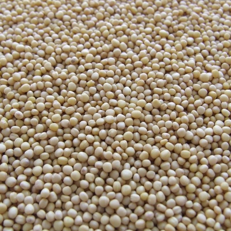 Mustard Seeds