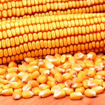 YELLOW CORN