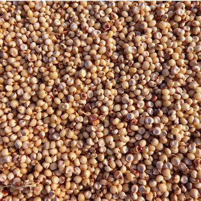 SORGHUM